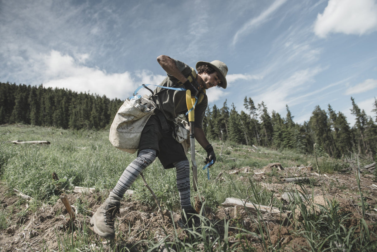 The Benefits Of Planting Trees In Canada