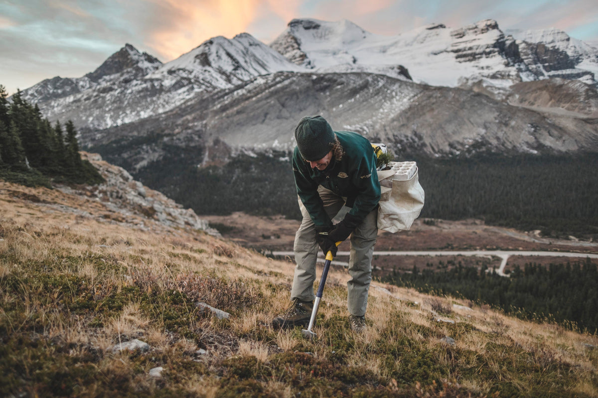 The 10 Golden Rules of Tree Planting: Tree Planting Done Right