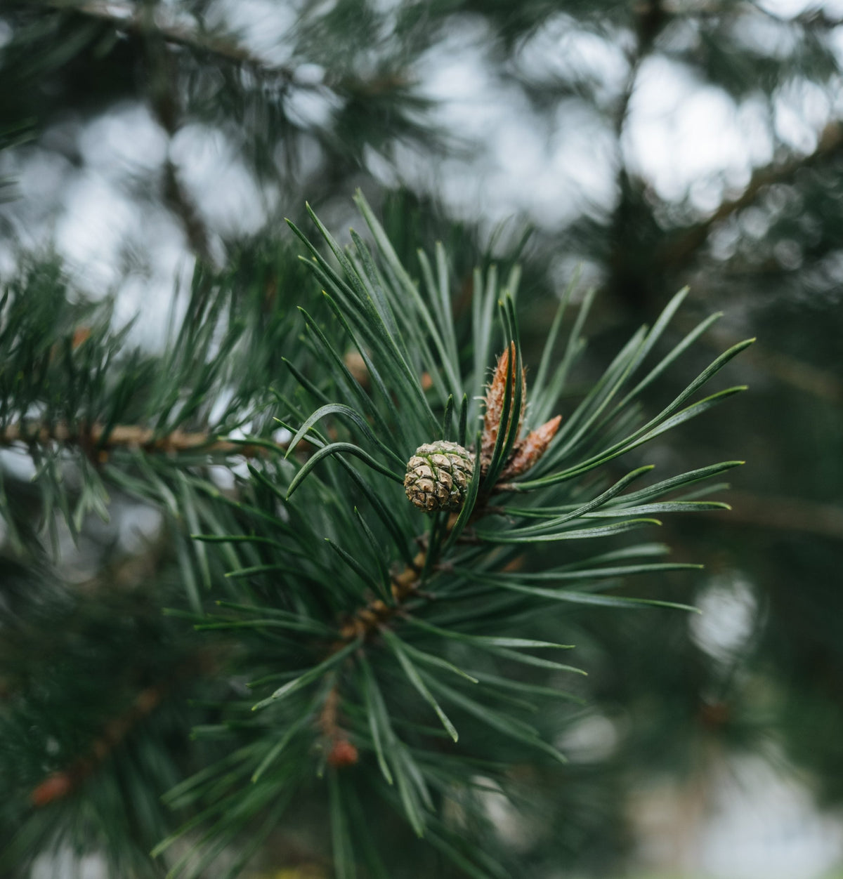 tentree Evergreen Seasonal Cocktail