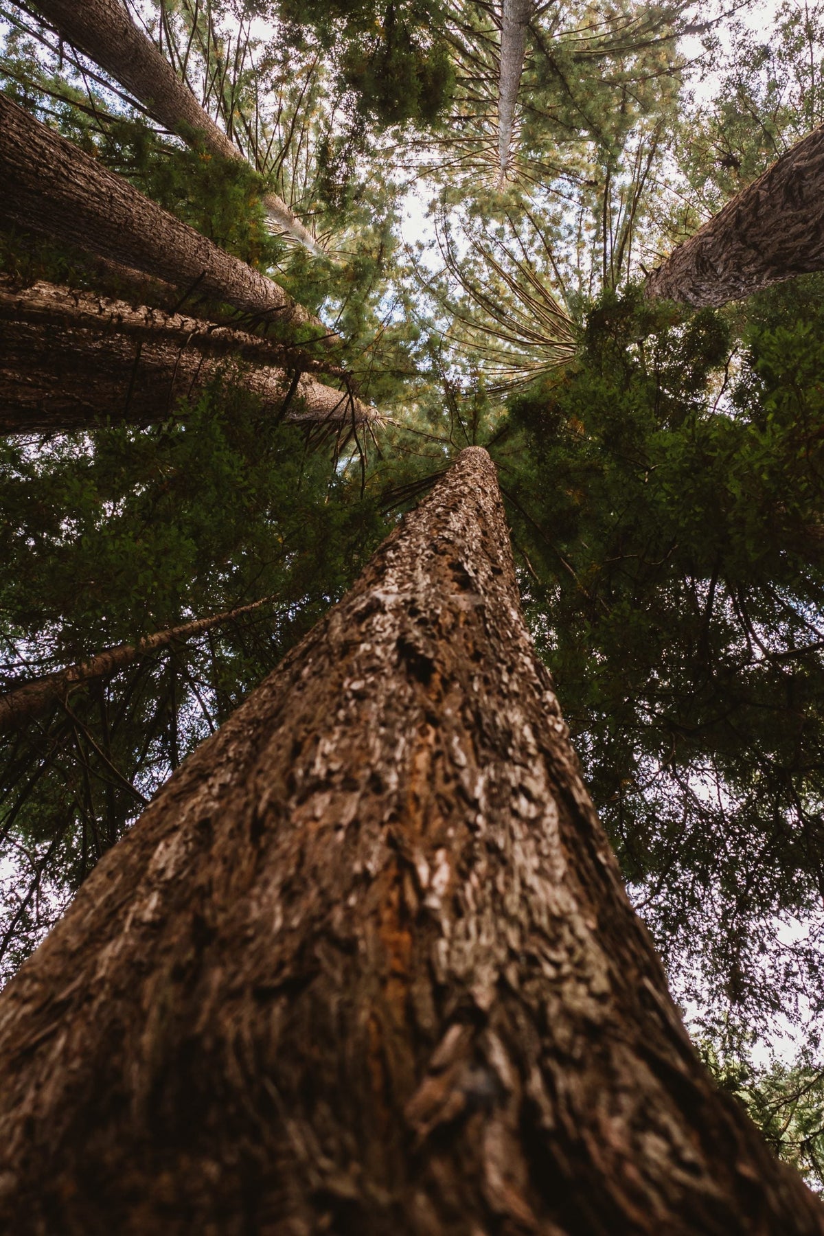 10 Facts About The Giant Sequoia Tree