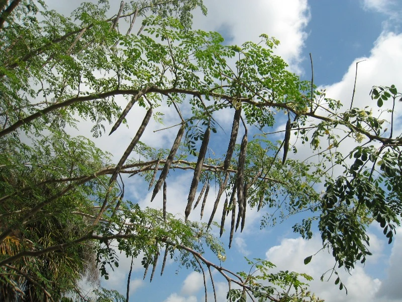 10 Benefits Of The Moringa Oleifera Tree